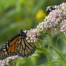 Two on a Wildflower